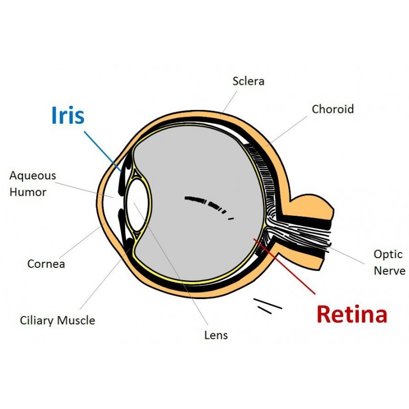 Iris skannar med RFID-läsare - Åtkomst via skanningsskanning